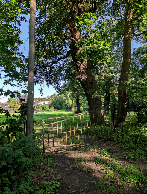 A large, mature tree with a thick, textured dark brown trunk and a canopy of green leaves is situated in a garden or park area. The tree is leaning slightly to the right, with branches extending outwa